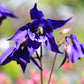 100 PURPLE COLUMBINE Aquilegia Vulgaris Flower Seeds