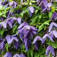 10 PURPLE ALPINE CLEMATIS Alpina Virgin's Bower Flower Vine Seeds