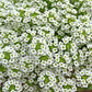 1000 WHITE SWEET ALYSSUM Carpet Of Snow Lobularia Maritima Flower Seeds