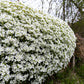 800 WHITE ALPINE ROCKCRESS Aubrieta Rock Cress Arabis Alpina Flower Seeds