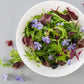 1000 GREEN MIZUNA MUSTARD Japanese Greens Brassica Juncea Herb Vegetable Seeds