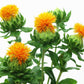 300 SAFFLOWER Saffron Carthamus Tinctorius Yellow Orange Flower Seeds
