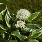25 FIRE and ICE DOGWOOD Cornus Alba Shrub Tree Variegated Red Bark White Berry & Flower Seeds