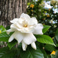 50 GARDENIA Jasminoides / CAPE JASMINE Fragrant White Shrub Houseplant Flower Seeds