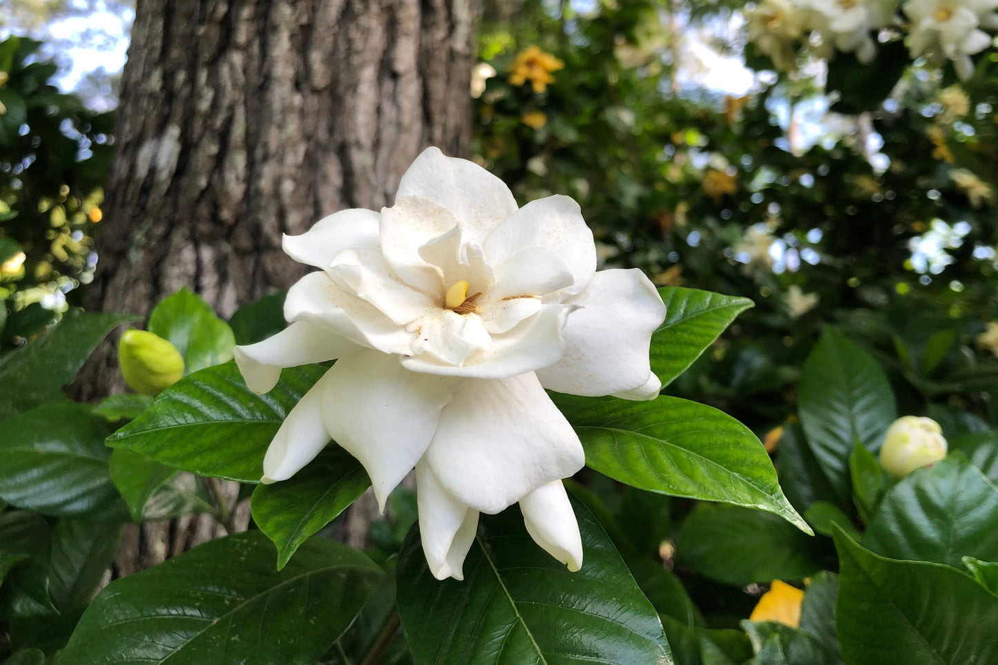 50 GARDENIA Jasminoides / CAPE JASMINE Fragrant White Shrub Houseplant Flower Seeds