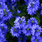 75 ROYAL BLUE SPEEDWELL Veronica Austriaca Teucrium Flower Seeds