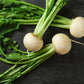 500 Hailstone WHITE GLOBE RADISH Raphanus Sativus Vegetable Seeds