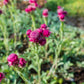 20 RED PUSSYTOES Antennaria Dioica Rubra Everlasting Flower Seeds
