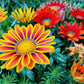 30 Mixed Colors GAZANIA Rigens Treasure Flower Seeds