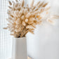 100 BUNNY TAILS GRASS (Hares Tail) Ornamental Lagurus Ovatus Seeds