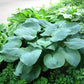 10 HOSTA ELEGANS Shade Lover Flower Seeds