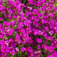 400 RAINBOW ROCKCRESS Rock Cress Large Flowered Aubrieta Cultorum Flower Seeds