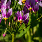 25 MIDLAND SHOOTING STAR (Flamingo Flower / Birds Bills / Prairie Pointer) Dodecatheon Meadia Flower Seeds