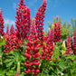 25 RED LUPINE 'My CASTLE' Lupinus Polyphyllus Scarlet Russell Lupin Band of Nobles Series Flower Seeds
