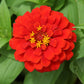 250 Red CHERRY QUEEN ZINNIA Elegans Flower Seeds