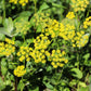 150 GOLDEN ALEXANDER (Golden Zizia / Meadow Zizia) Zizia Aurea Flower Seeds