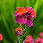 300 Mixed Colors ENGLISH Aegean WALLFLOWER Cheiranthus Cheiri Erysimum Pink Red Yellow Purple Bicolor Flower SeedsSeeds