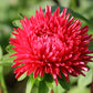 250 Double RED CHINA ASTER Callistephus Chinensis Flower Seeds