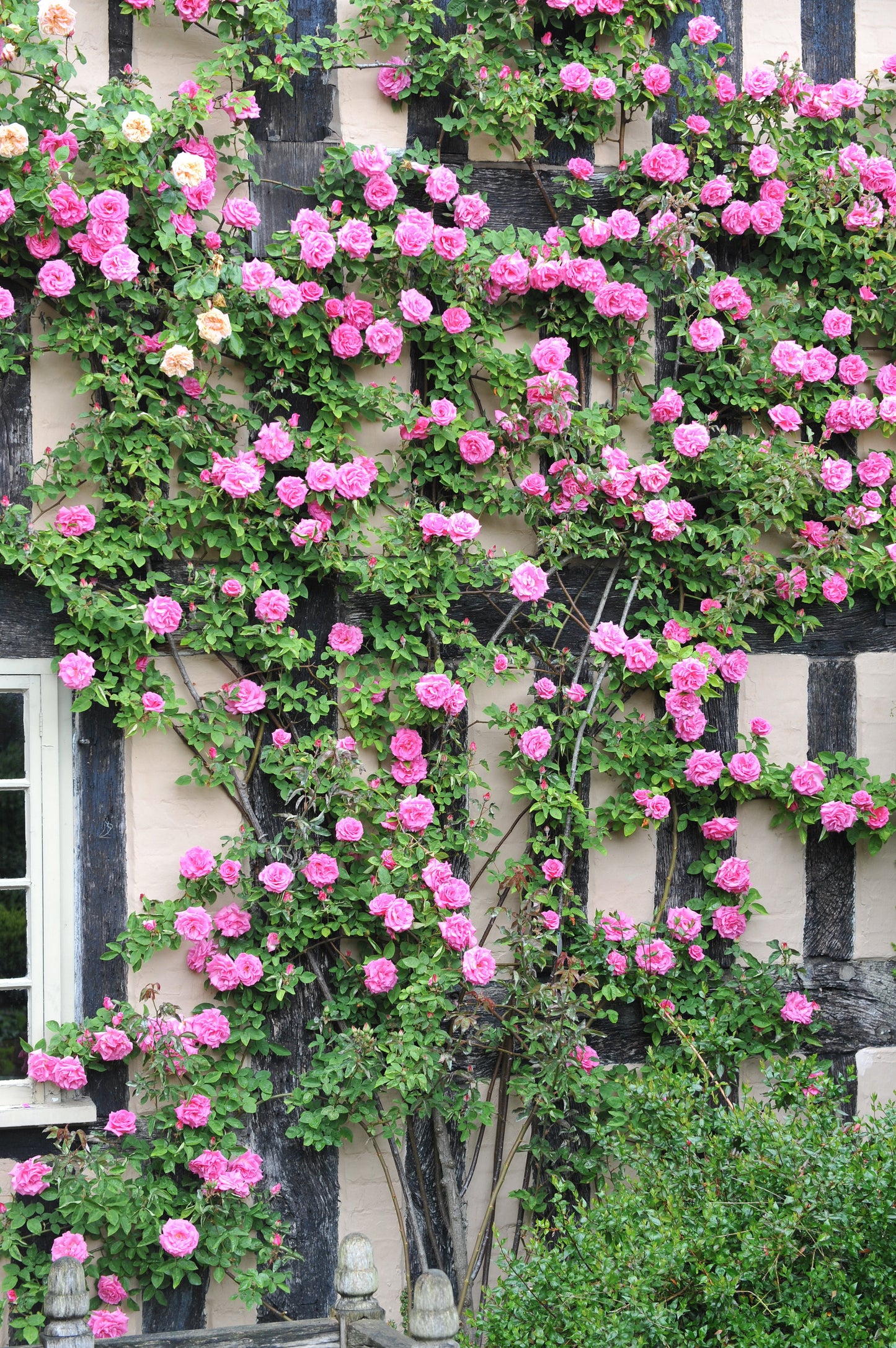 5 PINK CLIMBING ROSE Rosa Bush Vine Climber Fragrant Butterfly Flower Seeds
