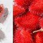 100 ANNATTO TREE Lipstick Plant Bixa Orellana Seeds