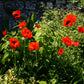 100 BEAUTY Of Livermere ORIENTAL POPPY Papaver Orientale Flower Seeds