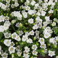 200 White CANTERBURY BELLS - CAMPANULA Medium Flower Seeds