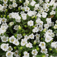 100 MIXED CANTERBURY BELLS - Crown Mix Campanula Medium Flower Seeds