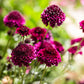 50 FINEST MIXED Colors SCABIOSA (Mourning Bride / Pin Cushion) Scabiosa Atropurpurea Flower Seeds
