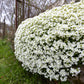 800 WHITE ALPINE ROCKCRESS Aubrieta Rock Cress Arabis Alpina Flower Seeds