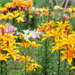 15 WESTERN HYBRIDS LILY Tiger, Leopard, Lemon, Alpine, Kellogg - Mixed Colors Pink, Red, Yellow, Orange - Native Lilium Flower Seeds