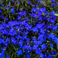 200 Electric Blue MONSOON LOBELIA Erinus Flower Seeds