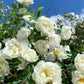 5 WHITE ROSE Rosa Bush Shrub Perennial Flower Seeds