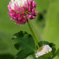 1500 ALSIKE CLOVER Trifolium Hybridum Pink & White Flower Legume Seeds