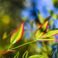 50 HEAVENLY BAMBOO Sacred Nandina Domestica Pink Red Sun Shade Shrub Seeds