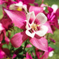 50 MCKANAS GIANT COLUMBINE Mixed Colors Aquilegia Hybrida Flower Seeds