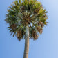 10 Hardy SABAL PALM TREE Cabbage Palmetto Flower Seeds