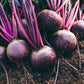 250 DETROIT Dark RED BEET Heirloom Beta Vulgaris Vegetable Seeds