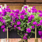 200 Pink & Purple MOSS VERBENA Verbena Tenuisecta Fragrant Hummingbird Flower Seeds