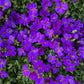 400 RAINBOW ROCKCRESS Rock Cress Large Flowered Aubrieta Cultorum Flower Seeds