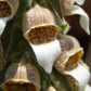 50 RUSTY FOXGLOVE Hummingbird Flower Digitalis Ferruginea Yellow Herald Seeds