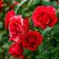 5 RED CLIMBING ROSE Rosa Bush Vine Climber Fragrant Butterfly Flower Seeds