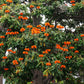 15 Red AFRICAN TULIP TREE (Fire Tree / Flame of the Forest / Fountain Tree) Spathodea Campanulata Seeds