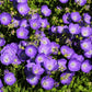 1000 TUSSOCK BELLFLOWER (Carpathian Bellflower) Campanula Carpatica Flower Seeds