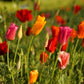1000 MIXED Colors CALIFORNIA POPPY (Ballerina / Mission Bells) Eschscholzia Californica Flower Seeds