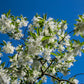 3 FRINGE TREE Chionanthus Virginicus Old Man's Beard White Flower Seeds