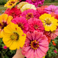 500 Mixed Colors CALIFORNIA GIANT ZINNIA Elegans Flower Seeds