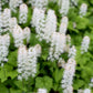 20 SUGAR SCOOP FOAMFLOWER White Tiarella Trifoliata Laceflower Flower Seeds