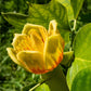 15 TULIP POPLAR TREE Yellow Flower Liriodendron Tulipifera Whitewood Seeds