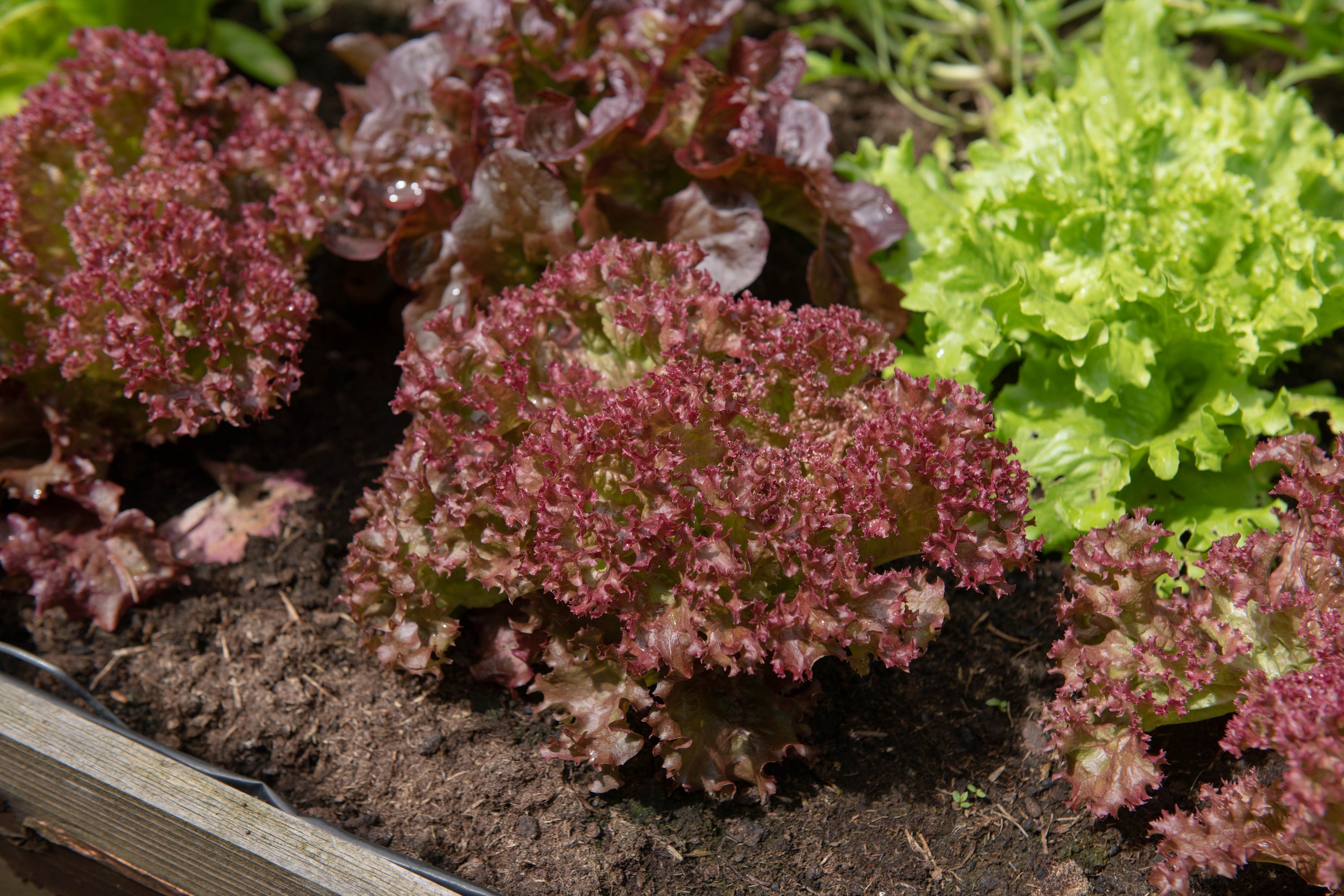 3000 RUBY LEAF LETTUCE Red Loose Leaf Heirloom Lactuca Sativa Vegetabl ...