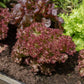 3000 RUBY LEAF LETTUCE Red Loose Leaf Heirloom Lactuca Sativa Vegetable Seeds